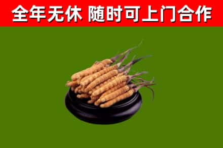 正蓝烟酒回收冬虫夏草.jpg